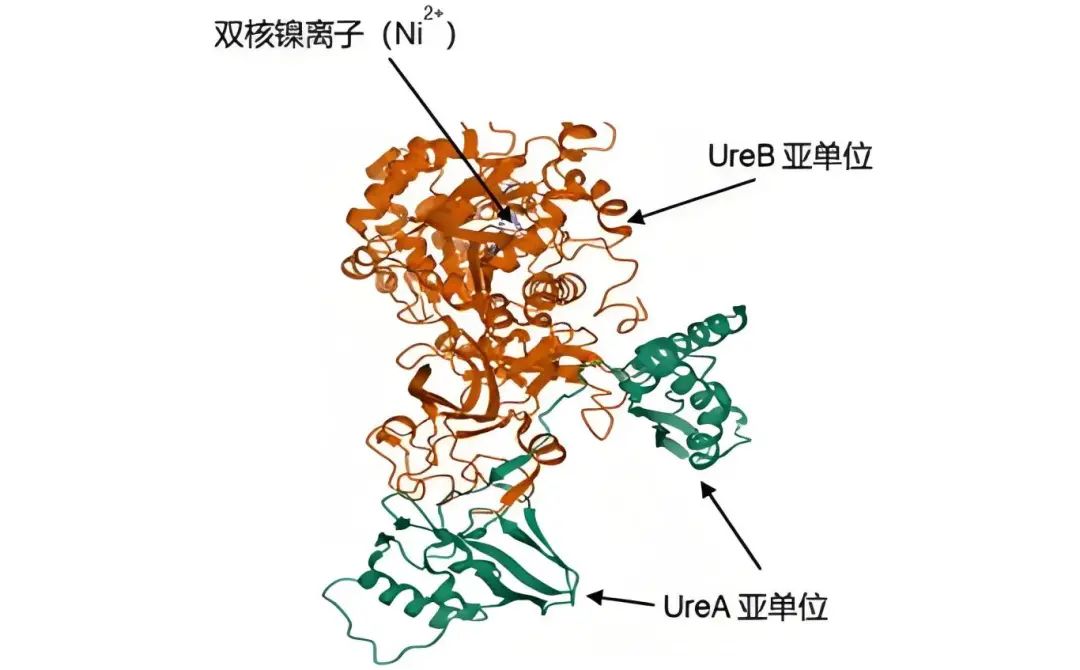 640?wx_fmt=jpeg&from=appmsg 蛋白结构图清澈.jpeg